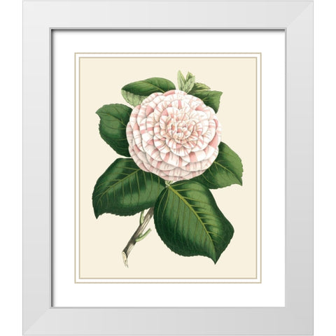 Antique Camellia IV White Modern Wood Framed Art Print with Double Matting by Houtte, Van