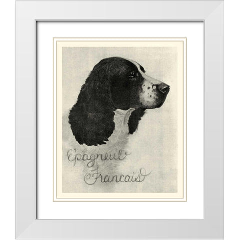 B and W Epagneul Francais White Modern Wood Framed Art Print with Double Matting by Vision Studio
