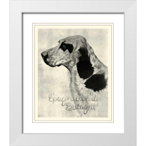 B and W Epagneul de Bretagne White Modern Wood Framed Art Print with Double Matting by Vision Studio