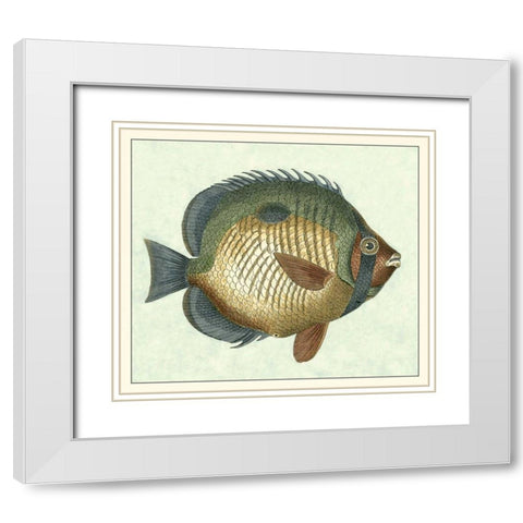 Butterfly Fish I White Modern Wood Framed Art Print with Double Matting by Vision Studio