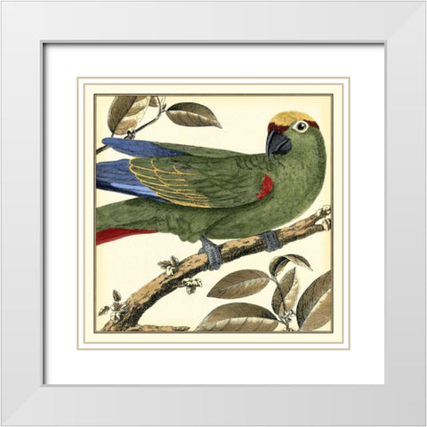 Tropical Parrot I White Modern Wood Framed Art Print with Double Matting by Martinet