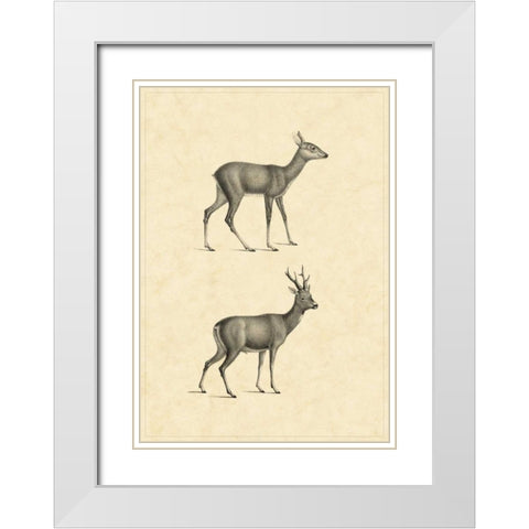 Vintage Deer I White Modern Wood Framed Art Print with Double Matting by Vision Studio
