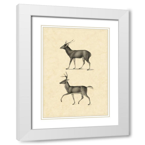 Vintage Deer II White Modern Wood Framed Art Print with Double Matting by Vision Studio