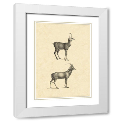 Vintage Antelope White Modern Wood Framed Art Print with Double Matting by Vision Studio