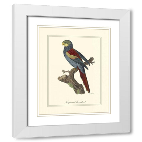 Nonpareil Parrakeet White Modern Wood Framed Art Print with Double Matting by Edwards, George