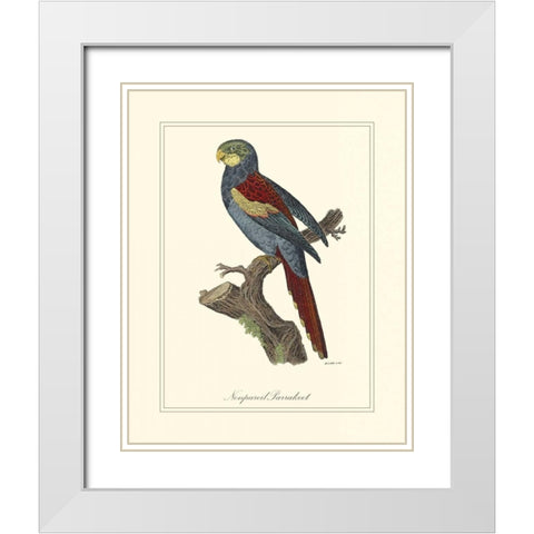 Nonpareil Parrakeet White Modern Wood Framed Art Print with Double Matting by Edwards, George