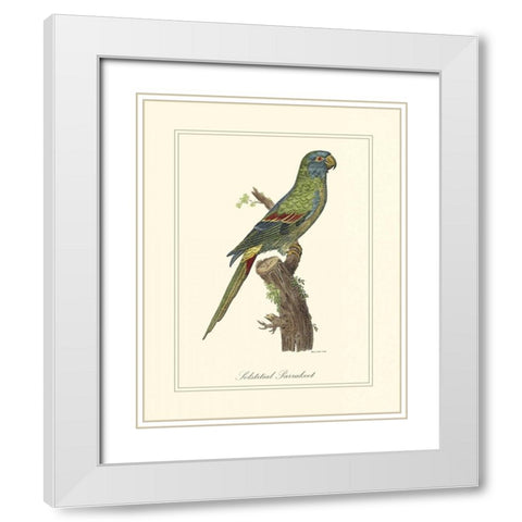 Solstitial Parrakeet White Modern Wood Framed Art Print with Double Matting by Edwards, George