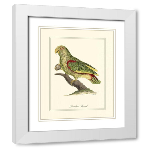 Paradise Parrot White Modern Wood Framed Art Print with Double Matting by Edwards, George