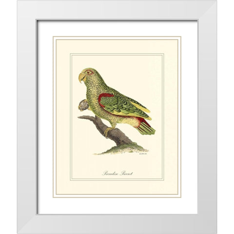Paradise Parrot White Modern Wood Framed Art Print with Double Matting by Edwards, George