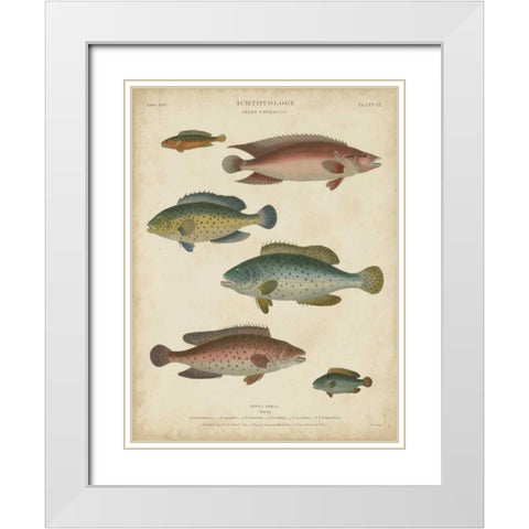 Non-Embellished Ichthyology I White Modern Wood Framed Art Print with Double Matting by Rees, Abraham