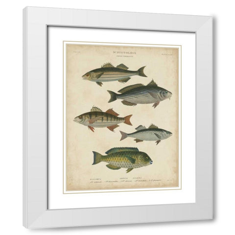 Non-Embellished Ichthyology III White Modern Wood Framed Art Print with Double Matting by Rees, Abraham