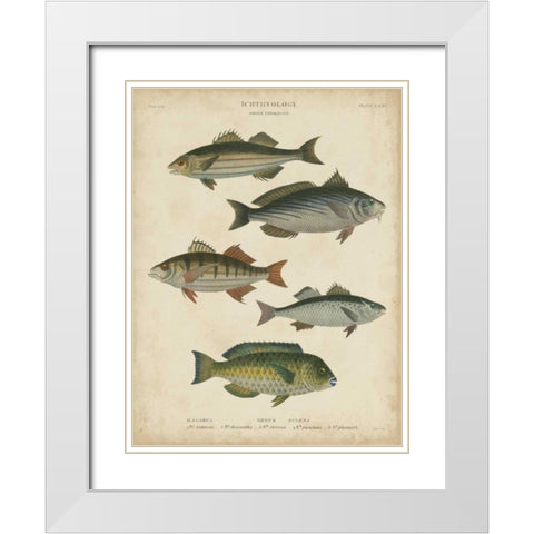 Non-Embellished Ichthyology III White Modern Wood Framed Art Print with Double Matting by Rees, Abraham