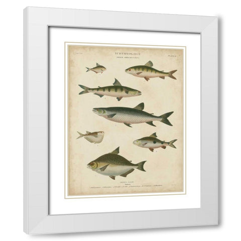 Non-Embellished Ichthyology IV White Modern Wood Framed Art Print with Double Matting by Rees, Abraham
