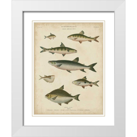 Non-Embellished Ichthyology IV White Modern Wood Framed Art Print with Double Matting by Rees, Abraham