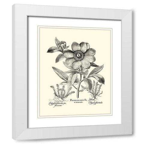 Black and White Besler Peony I White Modern Wood Framed Art Print with Double Matting by Besler, Basilius
