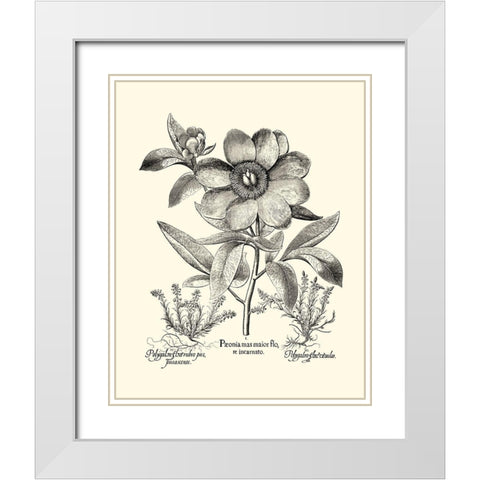 Black and White Besler Peony I White Modern Wood Framed Art Print with Double Matting by Besler, Basilius