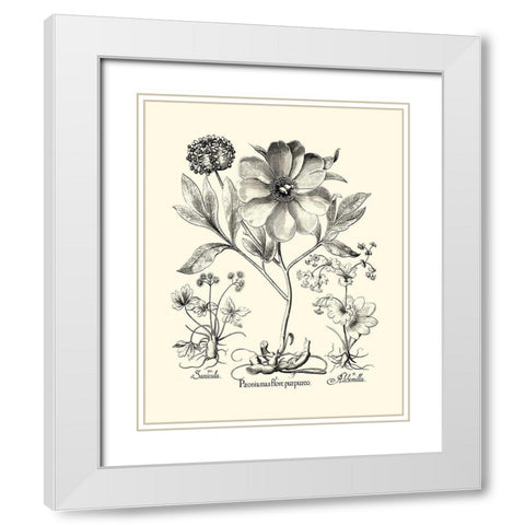 Black and White Besler Peony II White Modern Wood Framed Art Print with Double Matting by Besler, Basilius