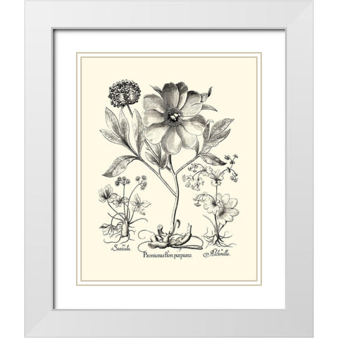 Black and White Besler Peony II White Modern Wood Framed Art Print with Double Matting by Besler, Basilius