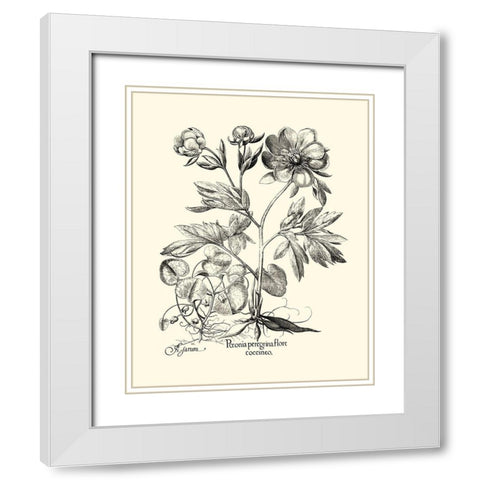 Black and White Besler Peony III White Modern Wood Framed Art Print with Double Matting by Besler, Basilius