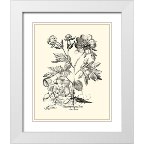 Black and White Besler Peony III White Modern Wood Framed Art Print with Double Matting by Besler, Basilius