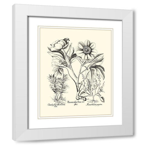 Black and White Besler Peony IV White Modern Wood Framed Art Print with Double Matting by Besler, Basilius