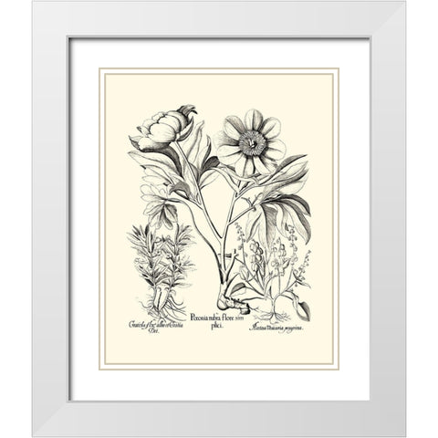 Black and White Besler Peony IV White Modern Wood Framed Art Print with Double Matting by Besler, Basilius