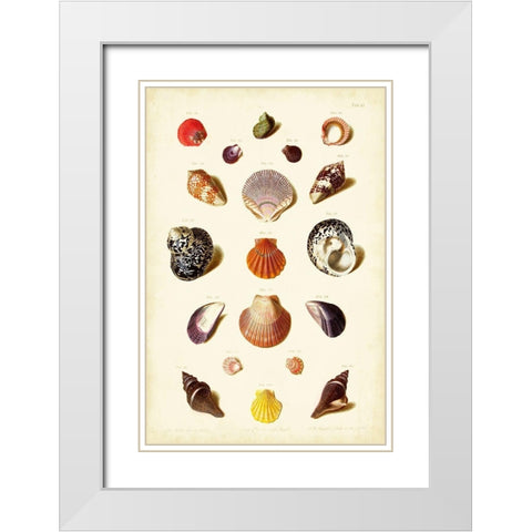 Muller Shells Tab. XI White Modern Wood Framed Art Print with Double Matting by Gabriel Muller