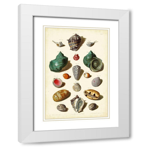 Muller Shells Tab. V White Modern Wood Framed Art Print with Double Matting by Muller, Gabriel