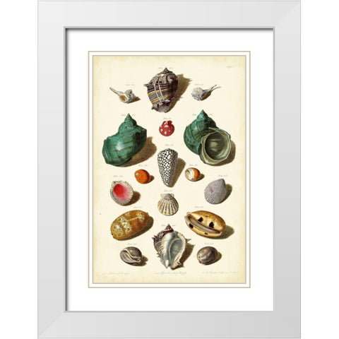 Muller Shells Tab. V White Modern Wood Framed Art Print with Double Matting by Muller, Gabriel