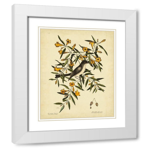Cates. Black-capt Flycatch. Pl. T53 White Modern Wood Framed Art Print with Double Matting by Catesby, Mark
