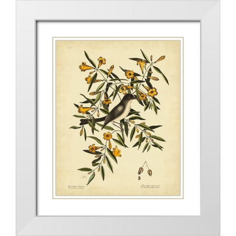 Cates. Black-capt Flycatch. Pl. T53 White Modern Wood Framed Art Print with Double Matting by Catesby, Mark
