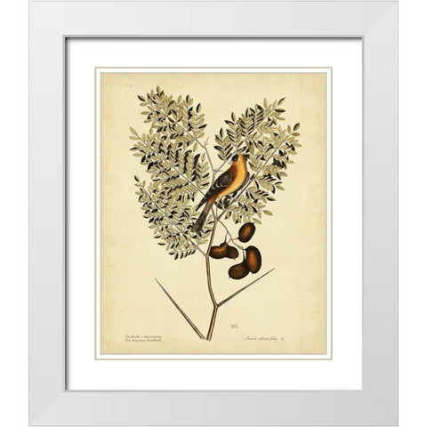Catesby American Goldfinch  Pl. T43 White Modern Wood Framed Art Print with Double Matting by Catesby, Mark