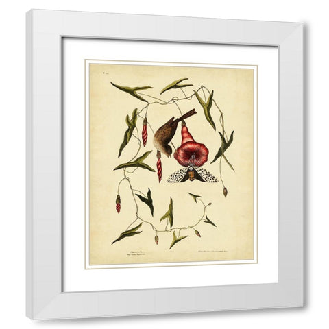 Catesby Little Sparrow  Pl. T35 White Modern Wood Framed Art Print with Double Matting by Catesby, Mark