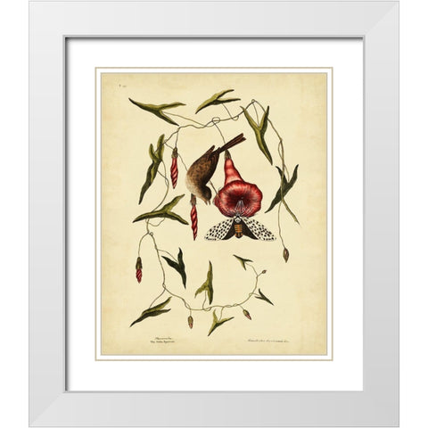 Catesby Little Sparrow  Pl. T35 White Modern Wood Framed Art Print with Double Matting by Catesby, Mark