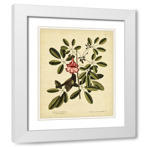 Catesby Bahama Sparrow  Pl. T37 White Modern Wood Framed Art Print with Double Matting by Catesby, Mark