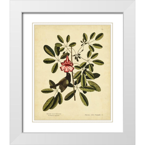 Catesby Bahama Sparrow  Pl. T37 White Modern Wood Framed Art Print with Double Matting by Catesby, Mark