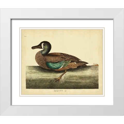 Catesby White-face Teal Pl. T100 White Modern Wood Framed Art Print with Double Matting by Catesby, Mark