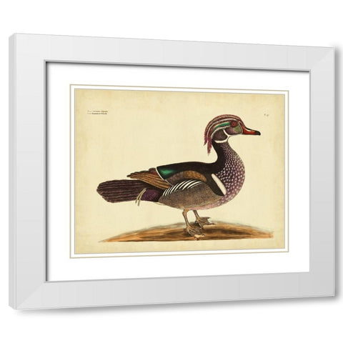 Catesby Summer Duck PL T97 White Modern Wood Framed Art Print with Double Matting by Catesby, Mark