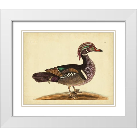 Catesby Summer Duck PL T97 White Modern Wood Framed Art Print with Double Matting by Catesby, Mark
