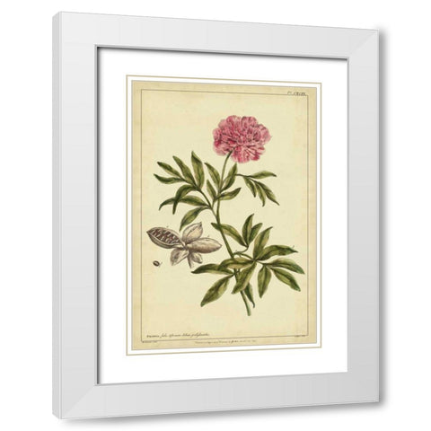 Peony, Pl. CXCIX White Modern Wood Framed Art Print with Double Matting by Miller, Philip