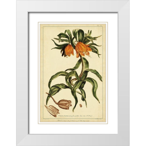 Corona Imperalis Pl. CV White Modern Wood Framed Art Print with Double Matting by Miller, Phillip