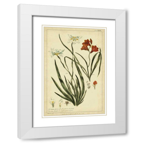 Morea and Ixia, Pl. CCXXXIX White Modern Wood Framed Art Print with Double Matting by Miller, Philip