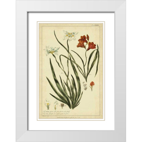 Morea and Ixia, Pl. CCXXXIX White Modern Wood Framed Art Print with Double Matting by Miller, Philip