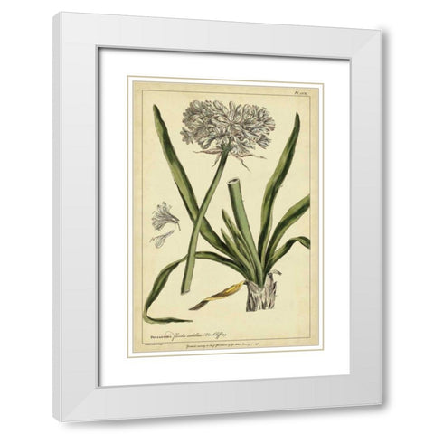 Polianthes, Pl. CCX White Modern Wood Framed Art Print with Double Matting by Miller, Philip