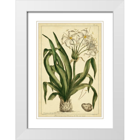 Crinum  Pl. CX White Modern Wood Framed Art Print with Double Matting by Miller, Phillip
