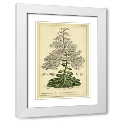 Saxifraga  Pl. CCXLIII White Modern Wood Framed Art Print with Double Matting by Miller, Phillip