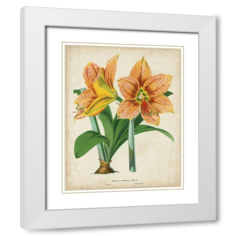 Tropical Array I White Modern Wood Framed Art Print with Double Matting by Van Houtteano, Horto