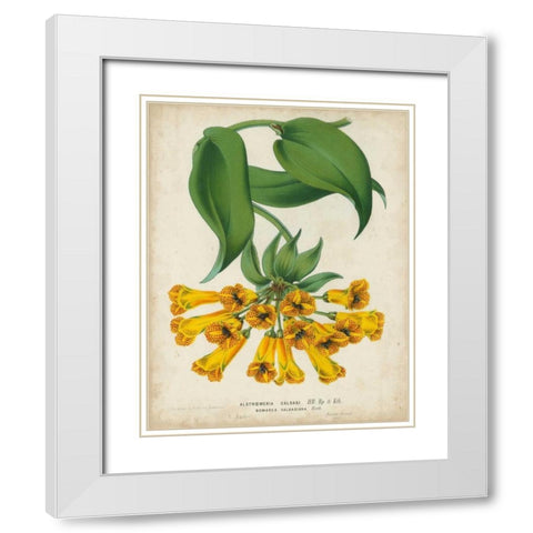 Tropical Array II White Modern Wood Framed Art Print with Double Matting by Van Houtteano, Horto