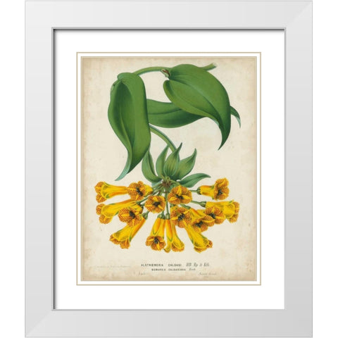 Tropical Array II White Modern Wood Framed Art Print with Double Matting by Van Houtteano, Horto