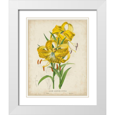 Tropical Array IV White Modern Wood Framed Art Print with Double Matting by Van Houtteano, Horto